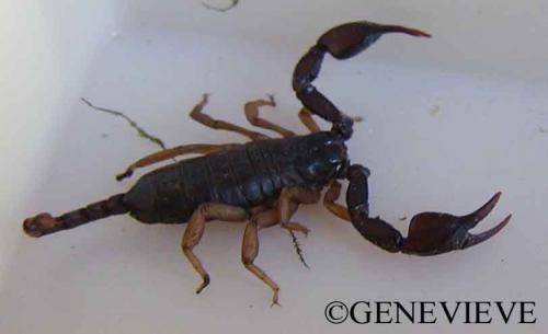 Euscorpus flavicauda