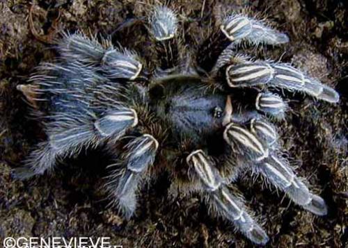 Aphonopelma seemanni