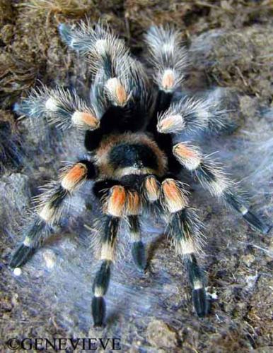 Brachypelma smithi