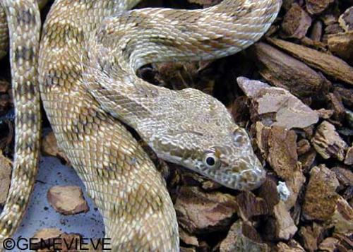 Spalerosophis diadema