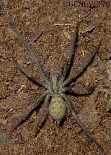 Tegenaria gigantea