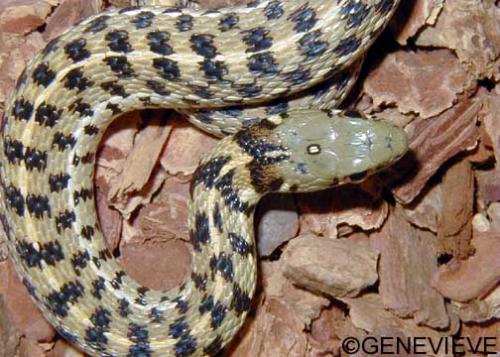 Thamnophis marcianus