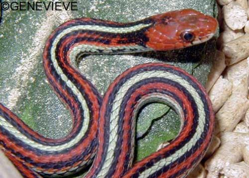 Thamnophis sirtalis tetrataenia