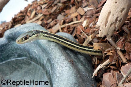 Thamnophis sauritus