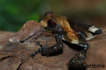 Theloderma horridum