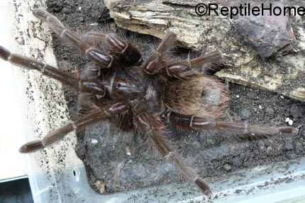 Theraphosa apophysis