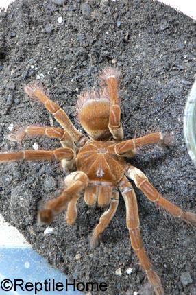 Theraphosa blondi