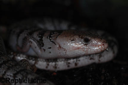 Cyclodomorphus (Tiliqua) gerrardii