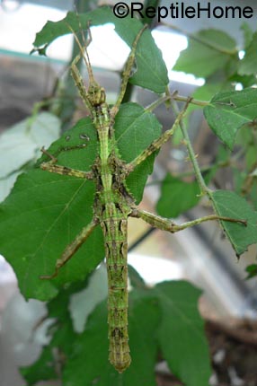 Trachyaretaon brueckneri (carmelae)