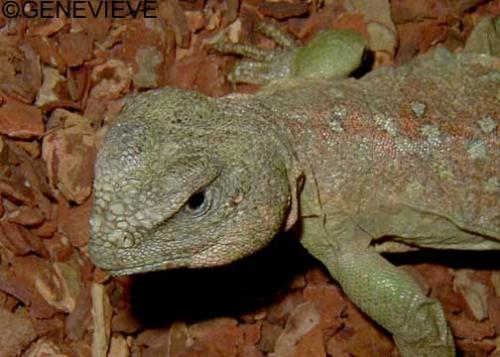 Uromastyx ocellata