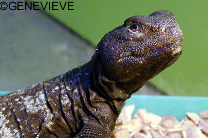 Uromastyx dispar flavifasciata