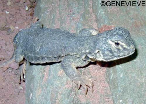 Saara (Uromastyx) hardwickii