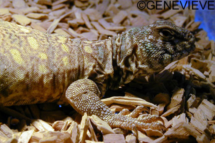 Uromastyx ornata