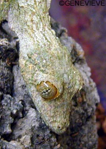 Uroplatus sikorae