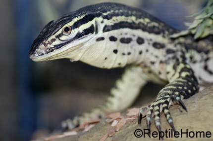 Varanus panoptes