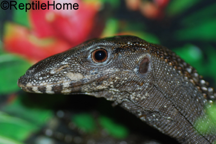 Varanus rudicollis