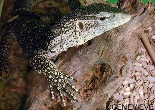 Varanus niloticus