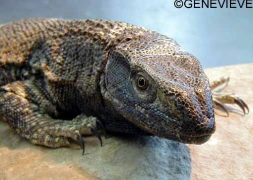 Varanus albigularis