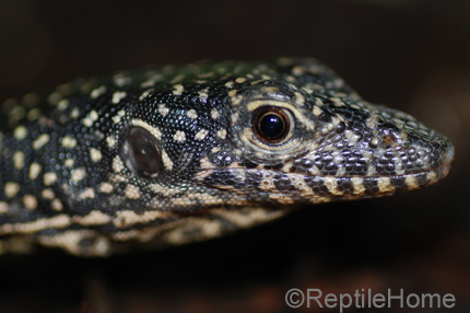 Varanus indicus