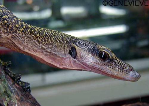 Varanus jobiensis