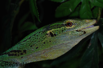 Varanus prasinus