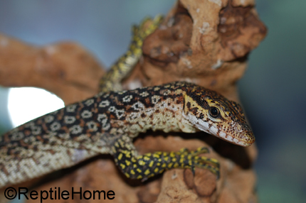 Varanus timorensis