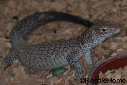 Varanus tristis orientalis