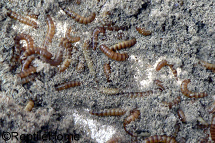 Aphitobius diaperinus