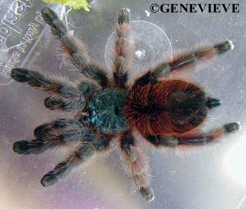 Avicularia versicolor