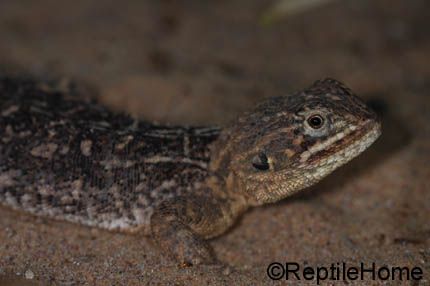 Xenagama balitifera