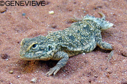 Xenagama taylori