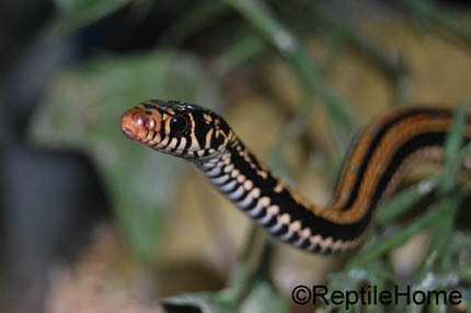 Xenochrophis vittatus