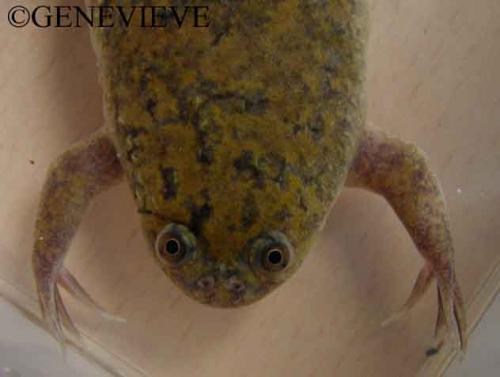 Xenopus laevis